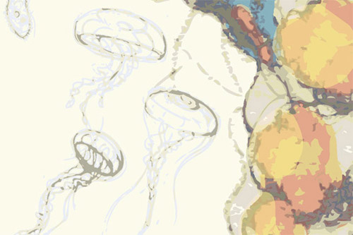 jellyfish illustration